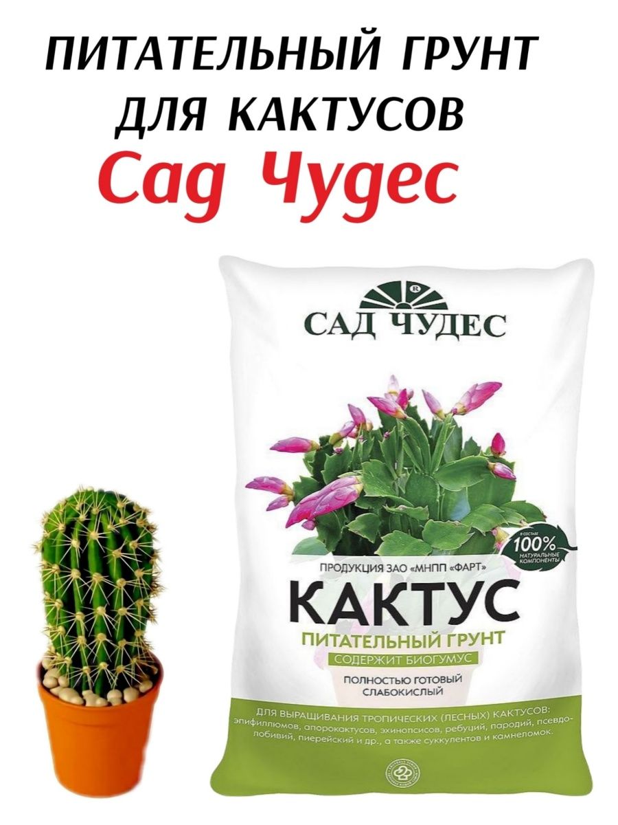 Чудо кактус