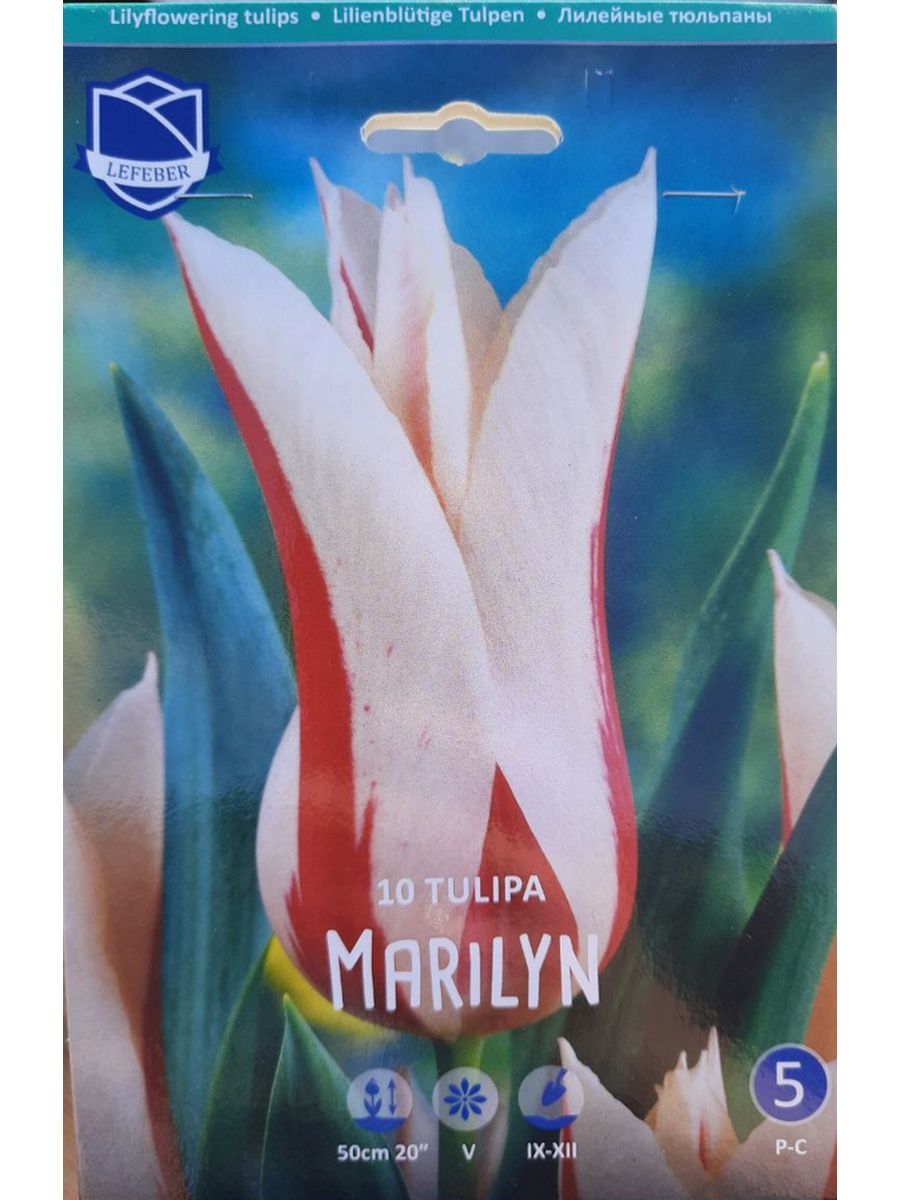 Тюльпан Мэрилин