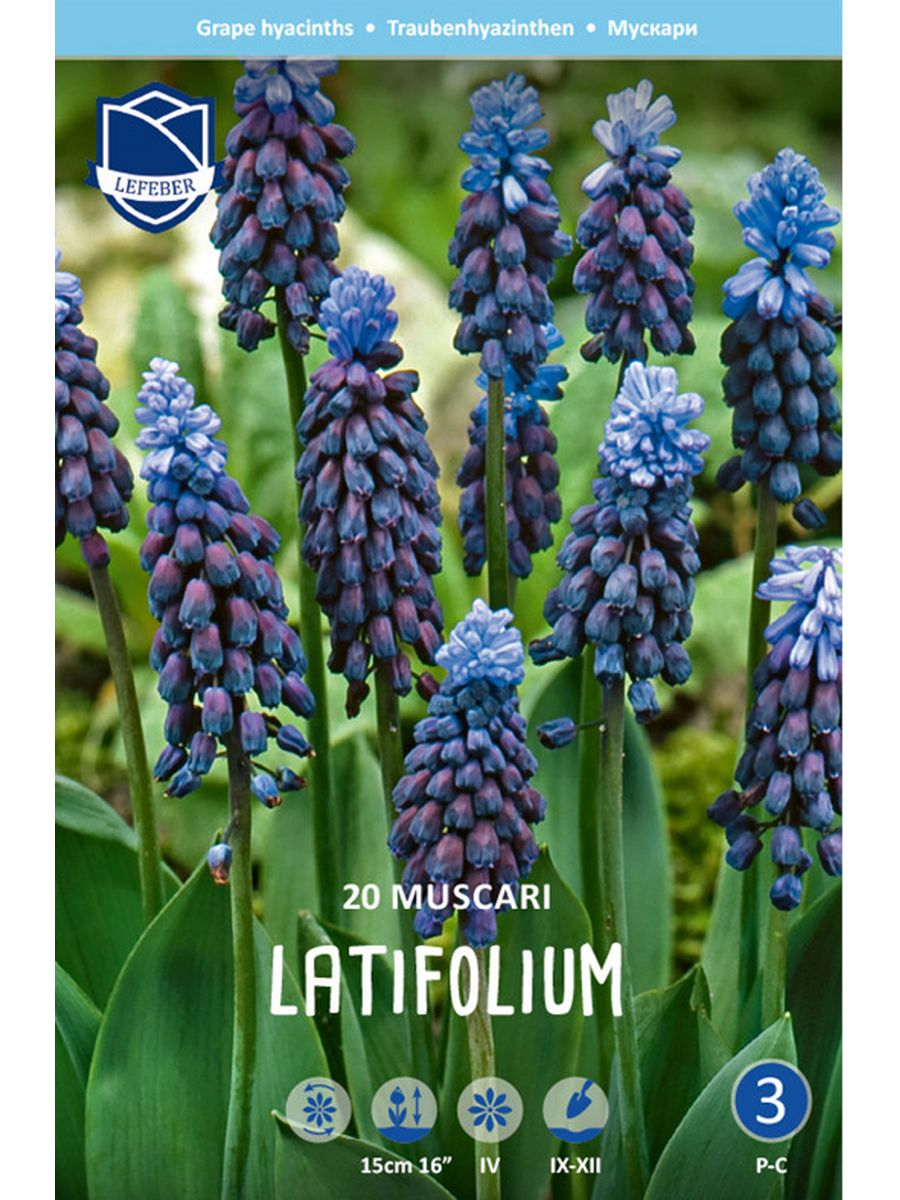 Мускари latifolium