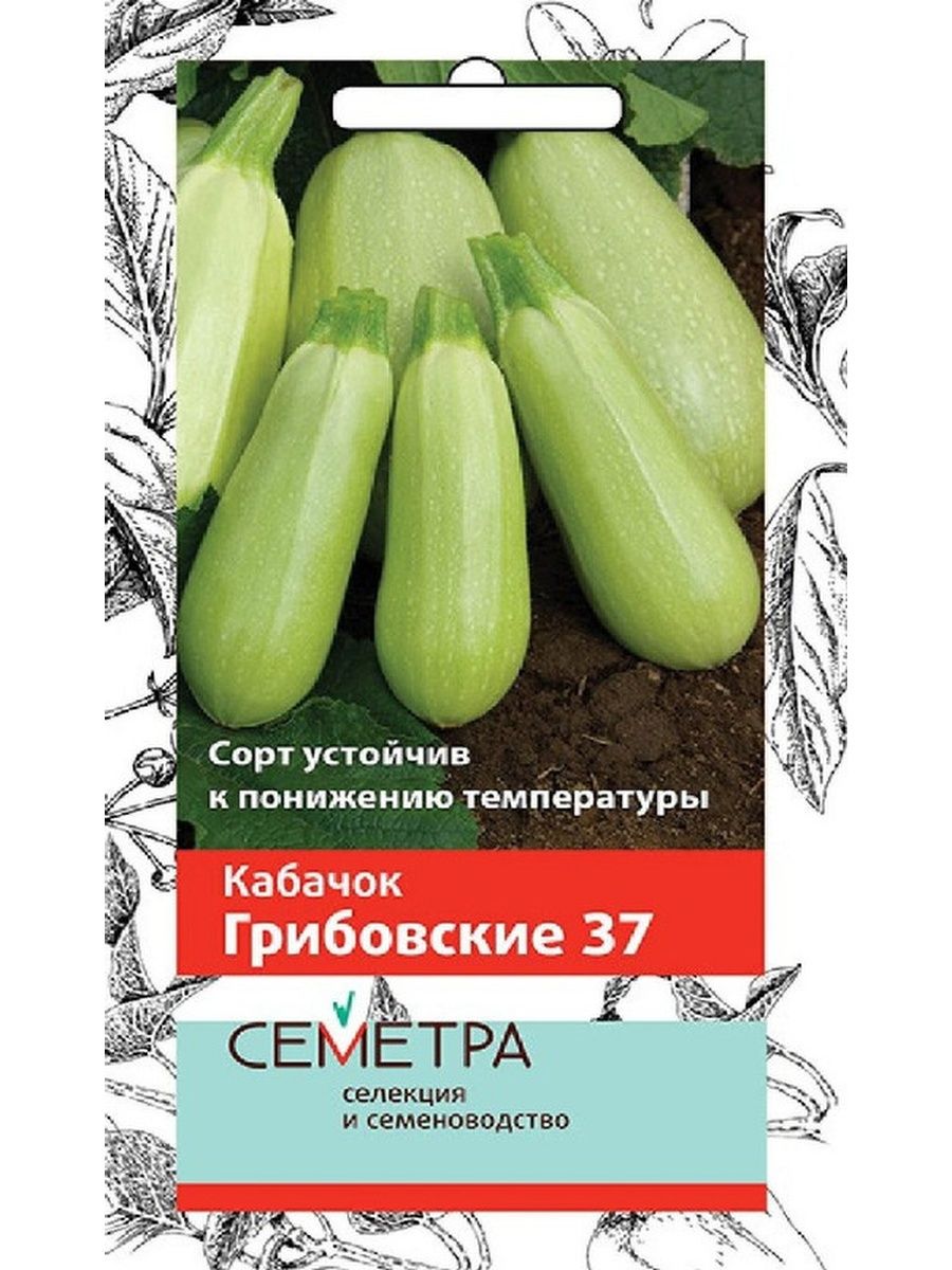 Кабачок грибовский 37 фото. Кабачок Грибовские 37. Сорт кабачка Грибовский 37. Кабачок Грибовский семена. Кабачок белоплодный Грибовские 37.