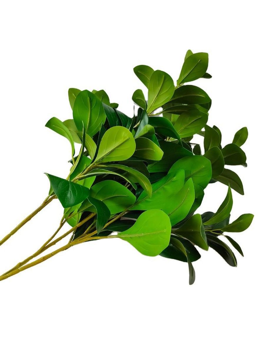 Сайт зеленых цветов. Пуэтсия цветочки зеленые. Ризиоптика Грин цветок. Купить пецевилиус цветок зеленый цвет. Купить зеленое растение
