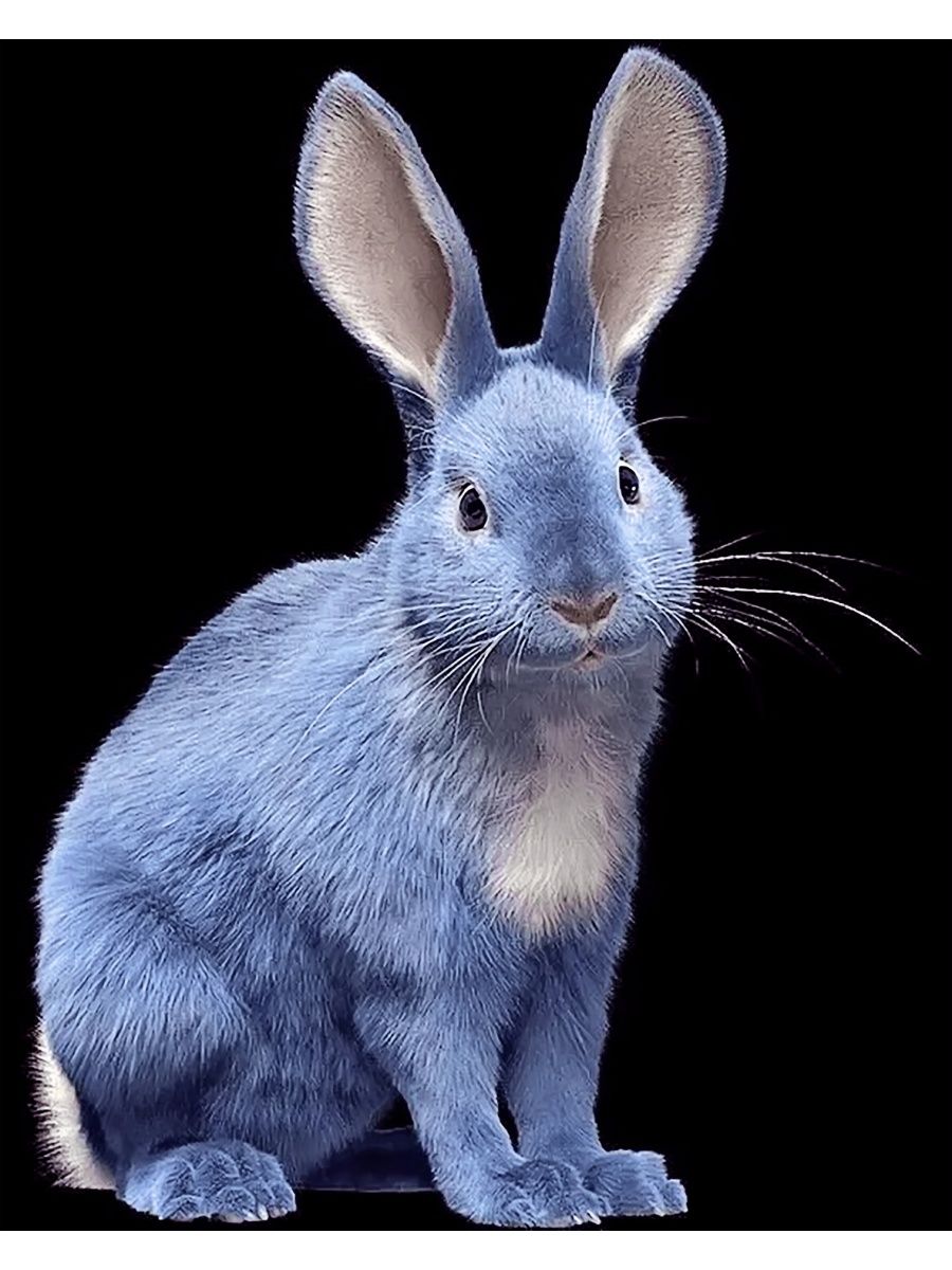 Синий кролик