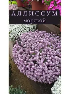 Алиссум морской "Чудесный день" семена