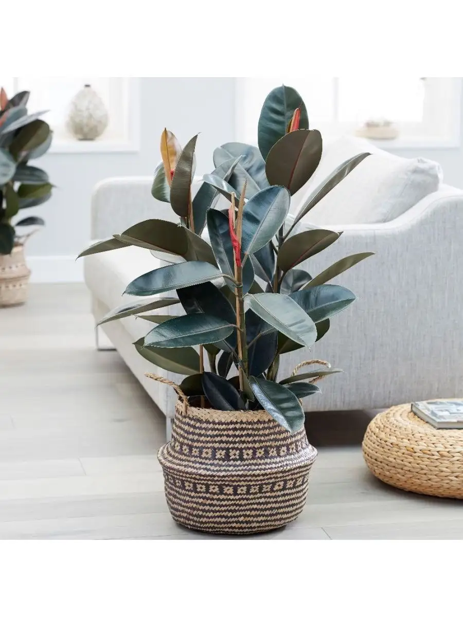 Куфар Бай Минск Комнатные Растения Купить Недорого