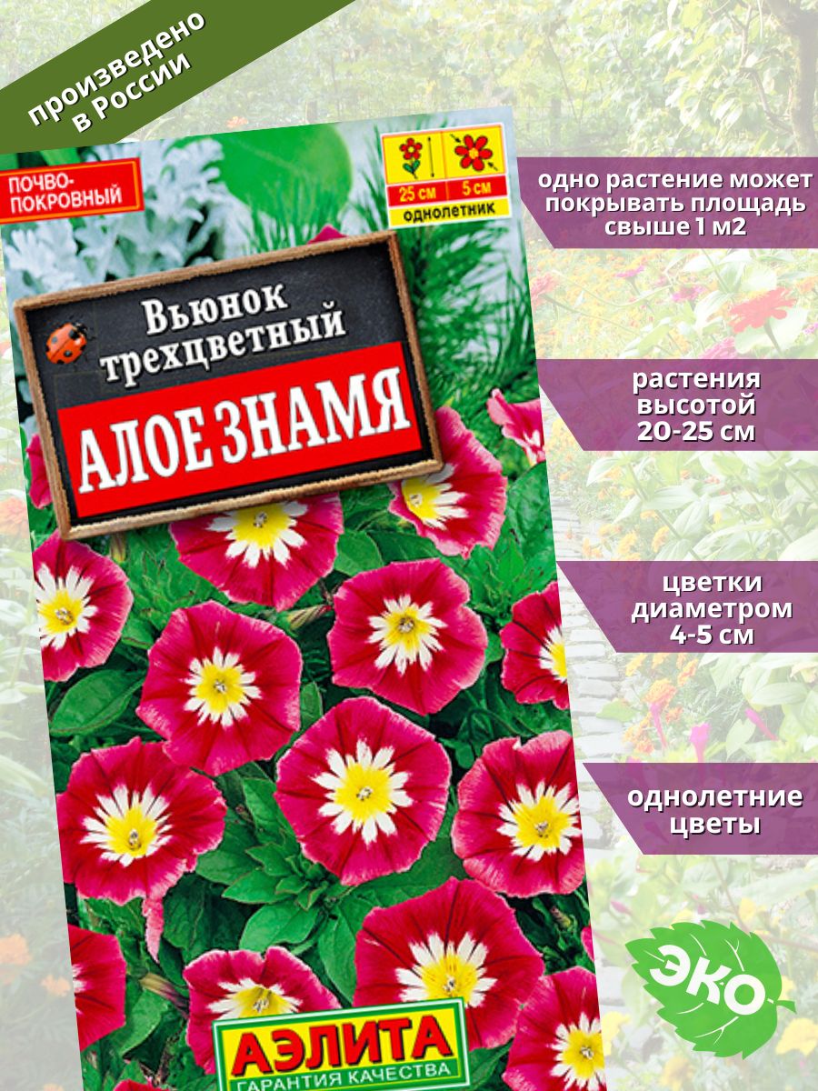 Вьюнок алое Знамя