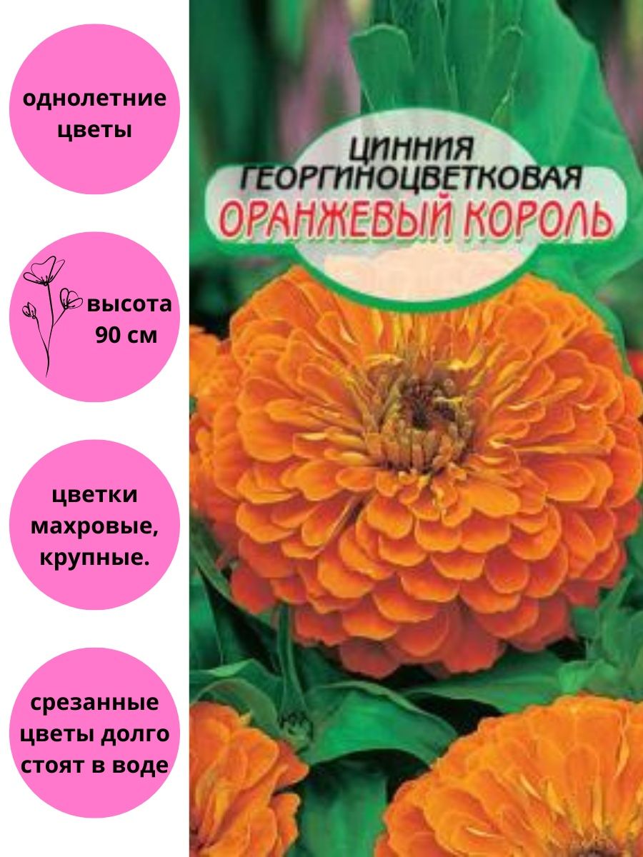 Цинния оранжевый король фото