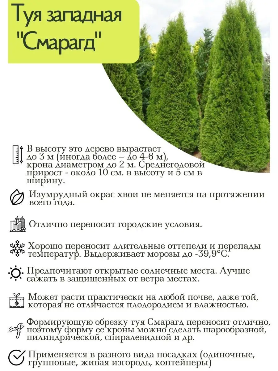 Высота туи смарагд. Годовой прирост туи Смарагд. Туя Смарагд диаметр кроны. Туя Западная Smaragd саженец. Рост туи Смарагд по годам.