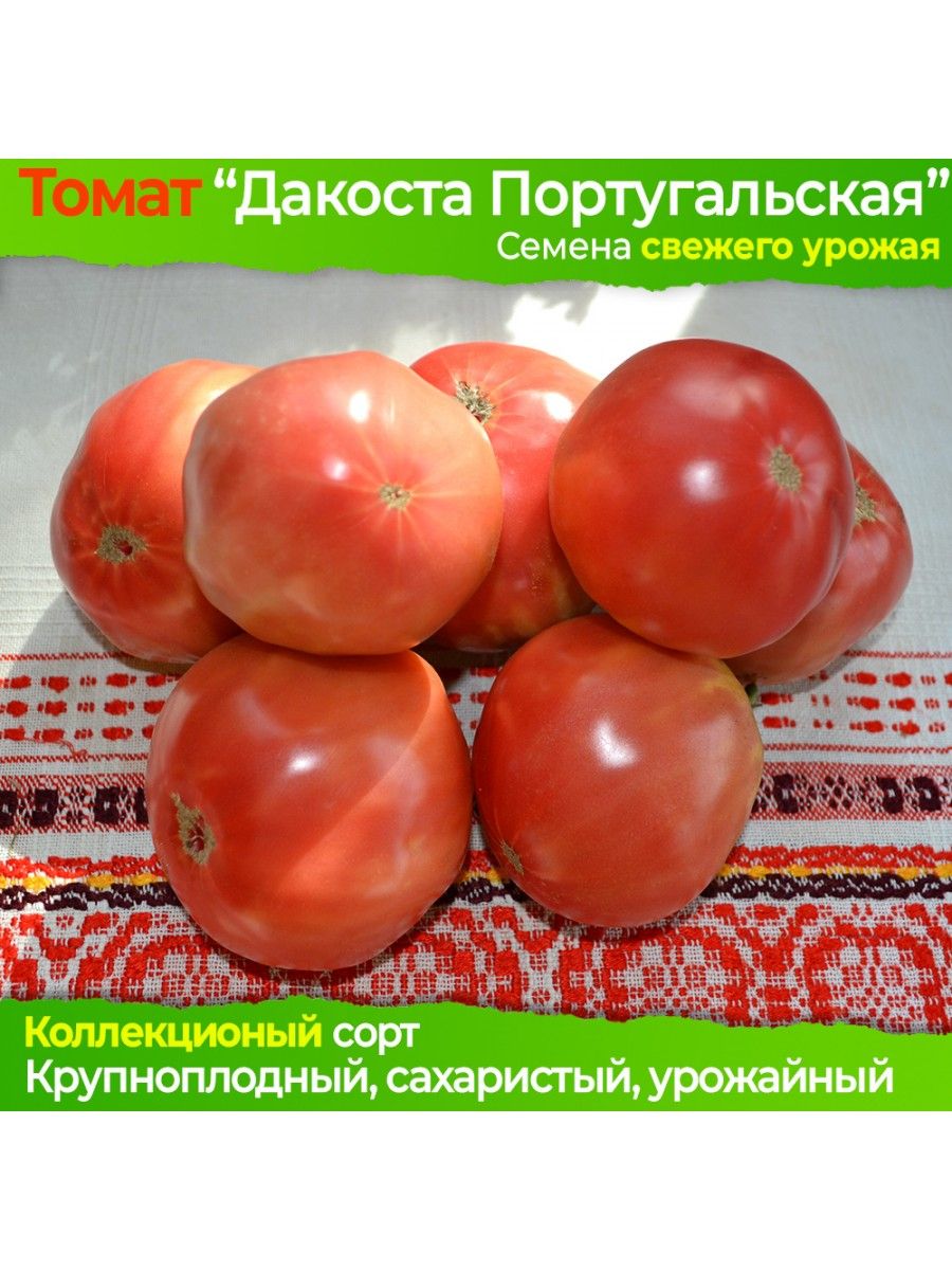 сорт томатов олеся отзывы фото