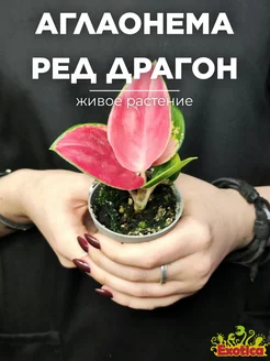 Аглаонема Красный Дракон (Aglaonema Red Dragon) D6см